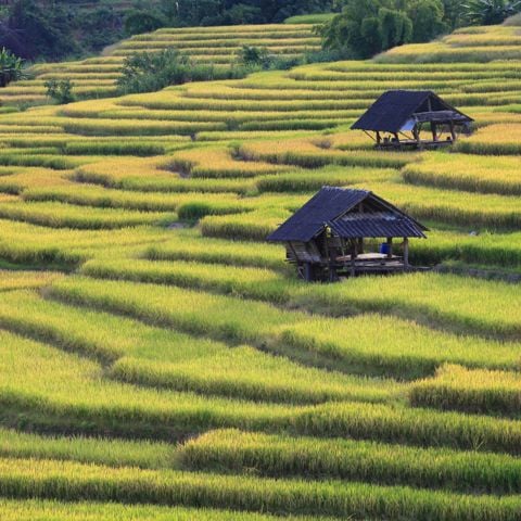 The Hangover Cure, Part II: Ladies Love Thailand