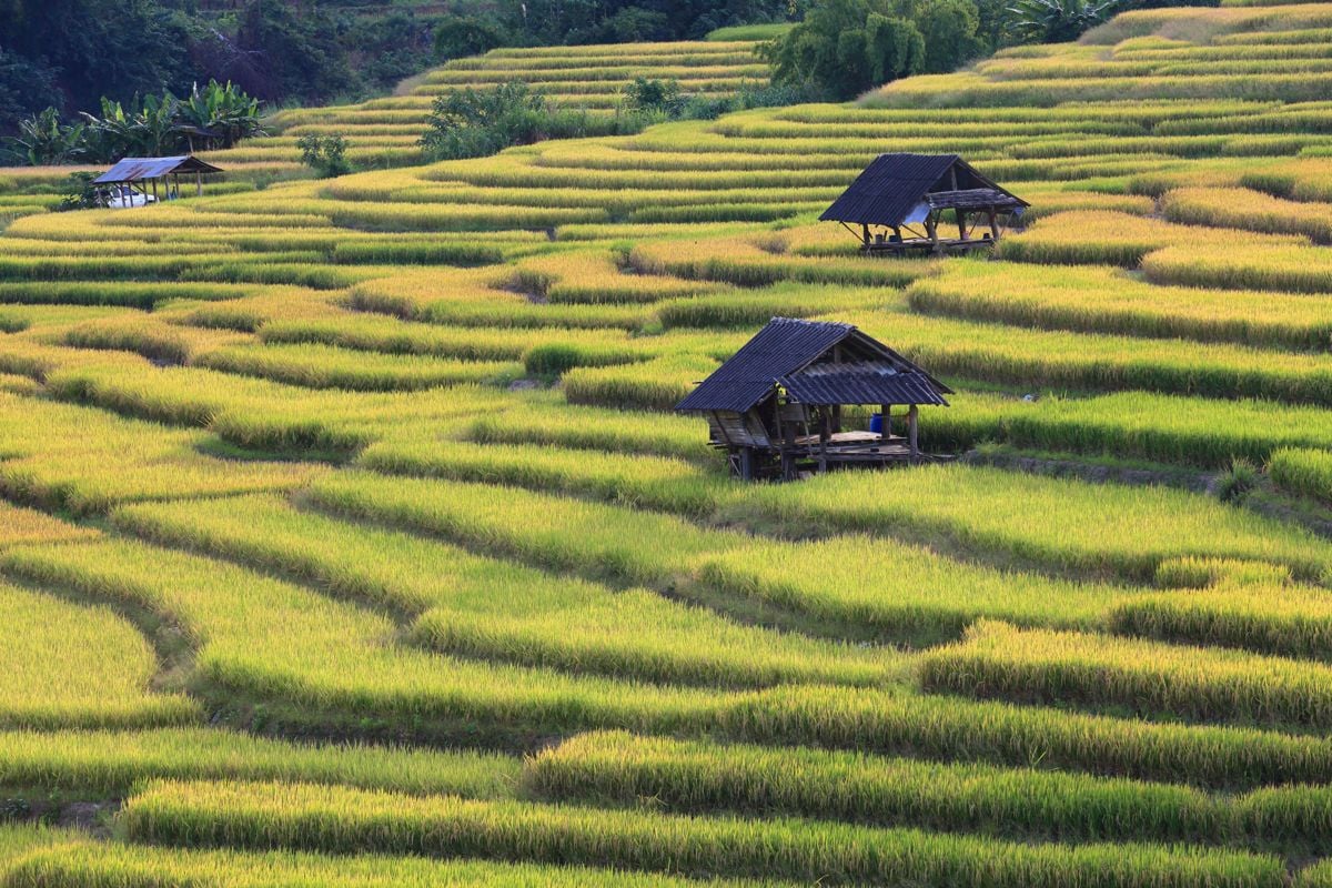 The Hangover Cure, Part II: Ladies Love Thailand
