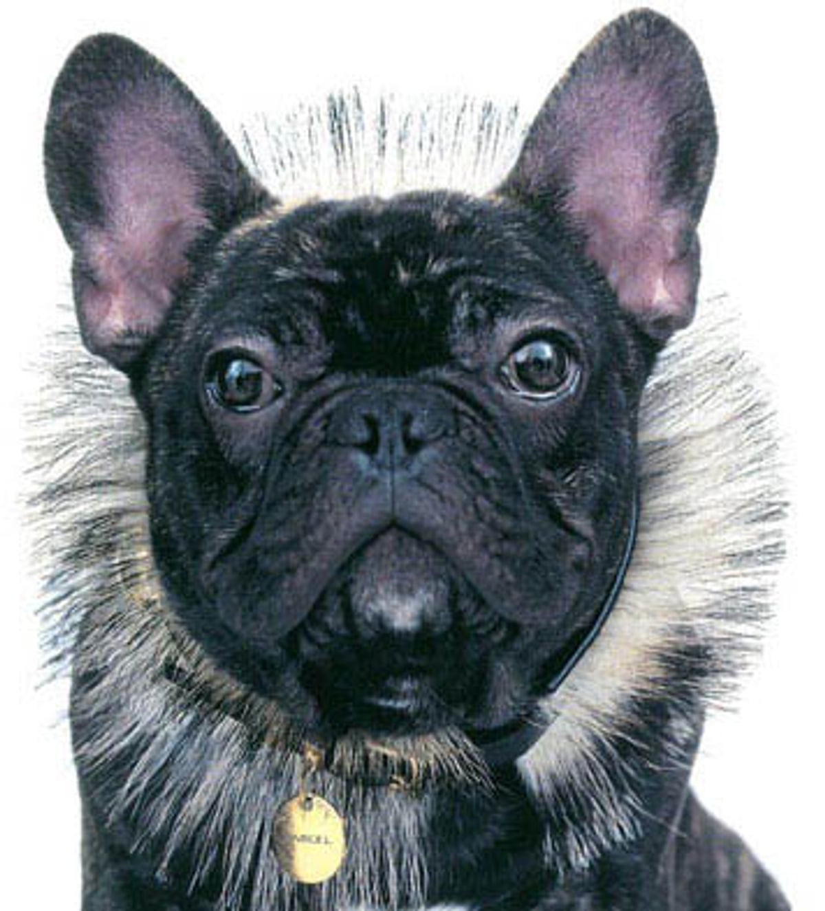 François Nars' dog will take your beauty questions