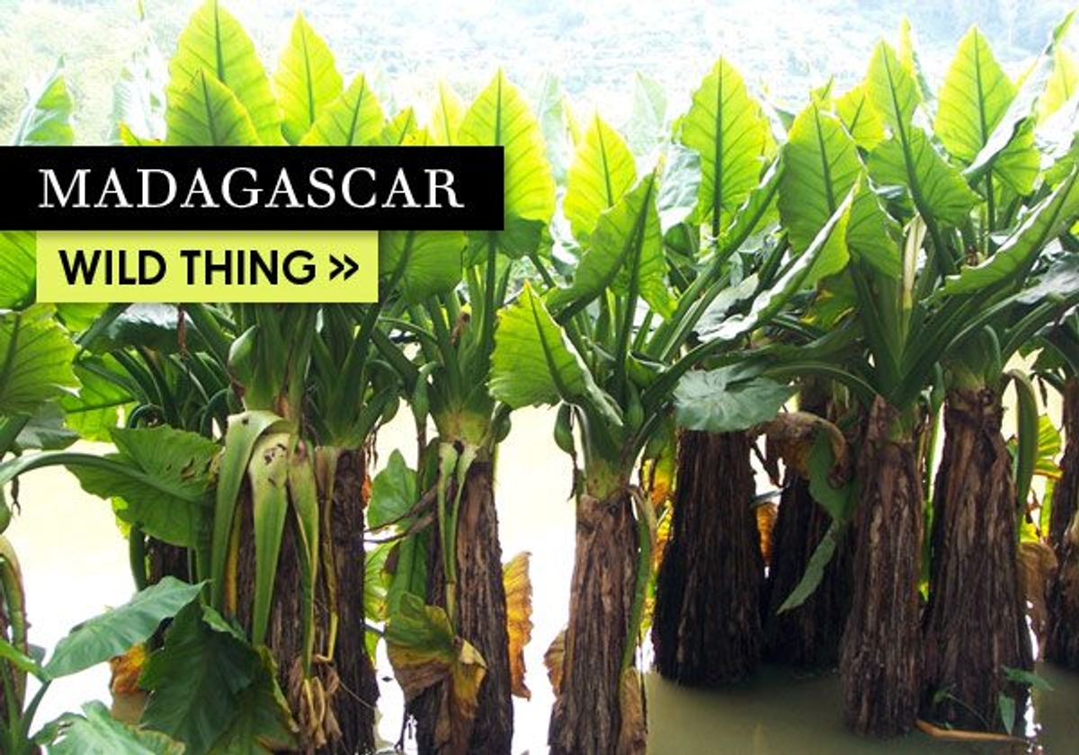 Madagascar