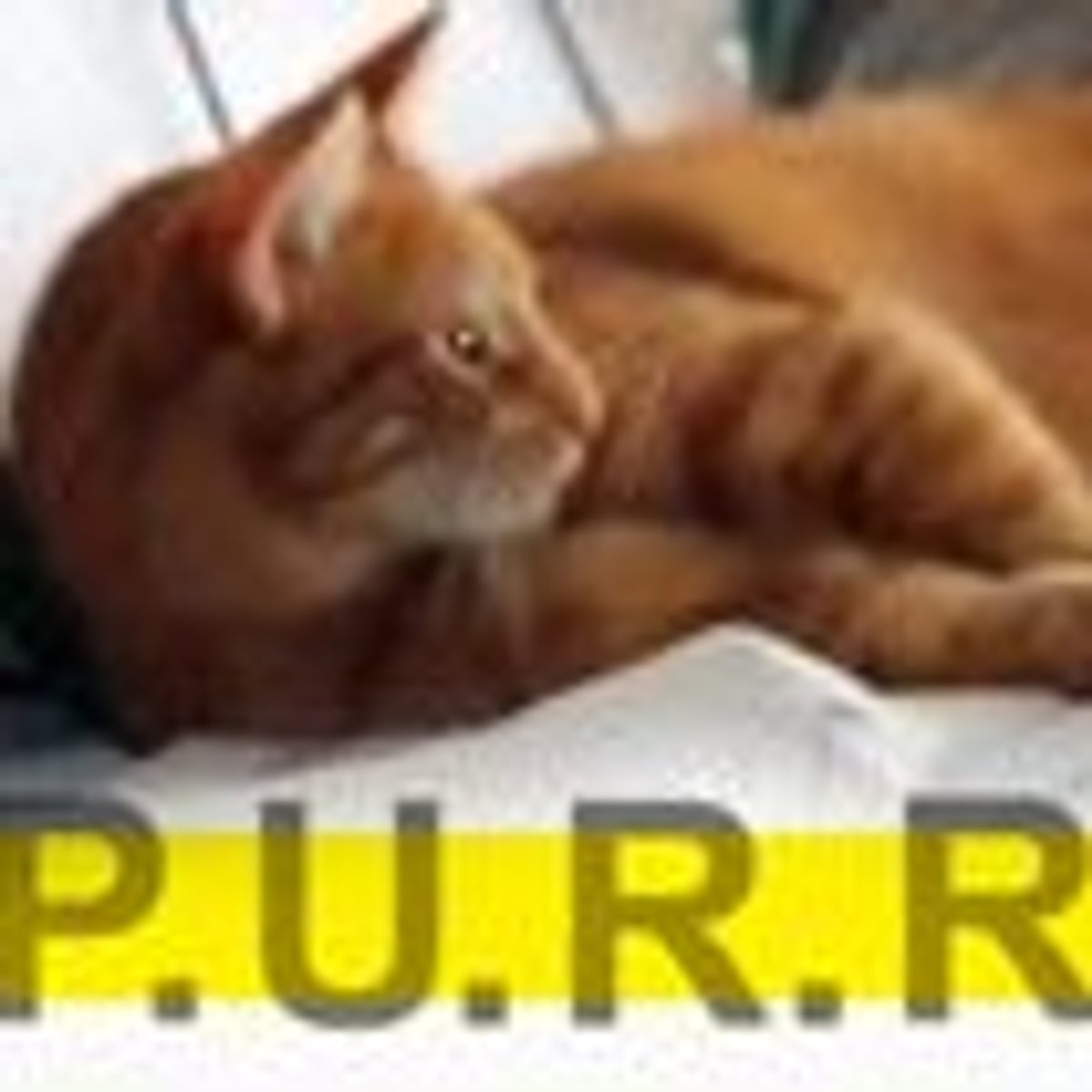 Purr