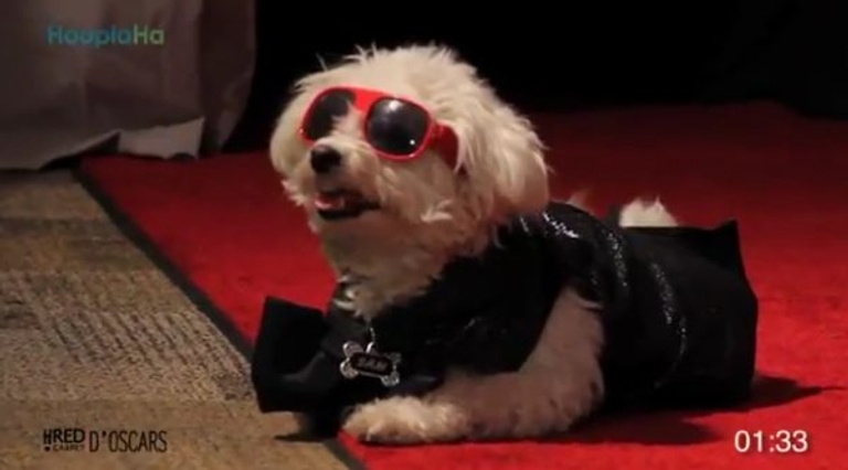 Buzzfeed-Dog-Oscars Buzzfeed-Dog-Oscars