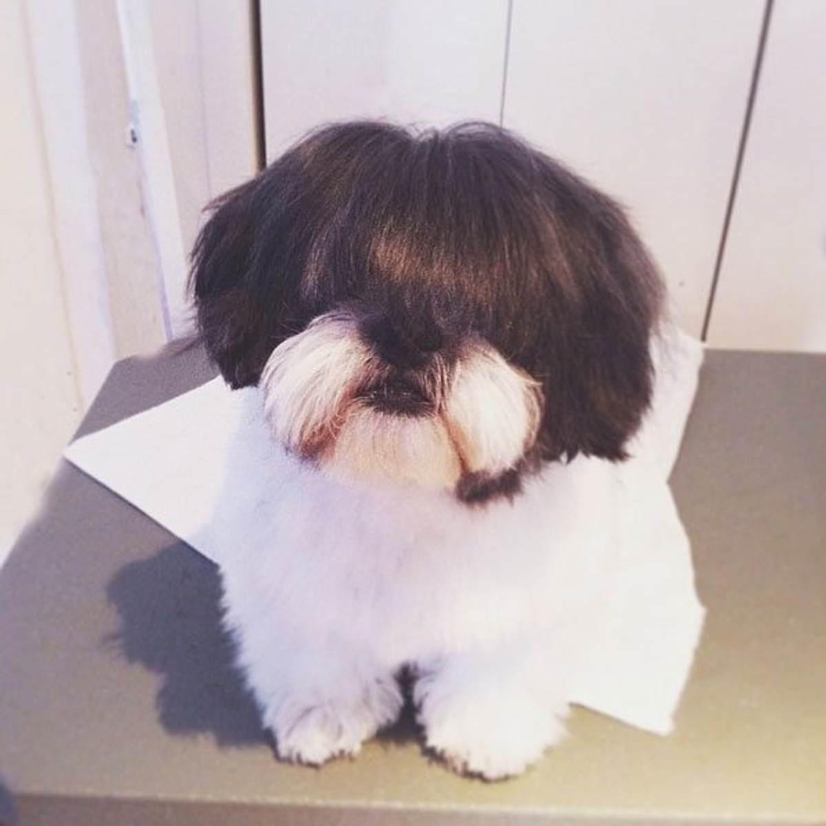oreo shih tzu renee