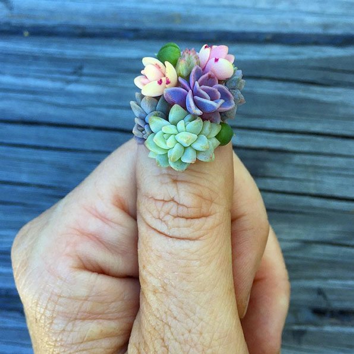 succulent nails