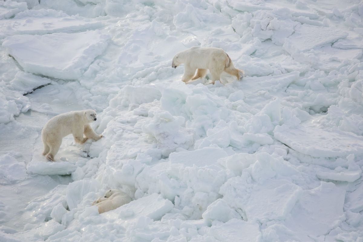 I Travelled to Churchill, Manitoba to Hang Out With Polar Bears