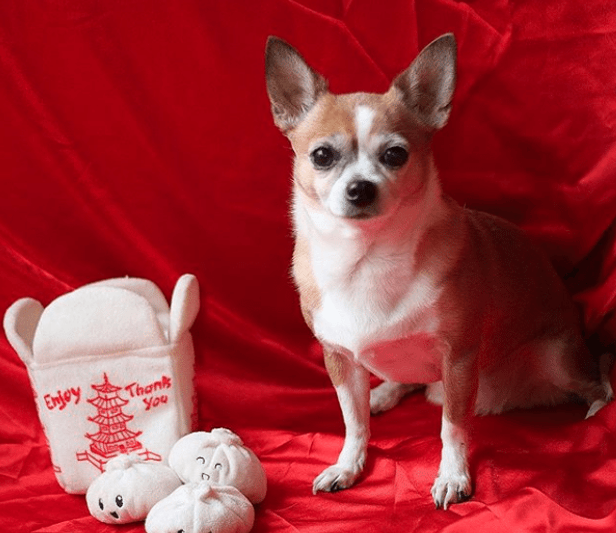It's the Year of the Dog! Here are 15 Pups You Should be Following on Instagram