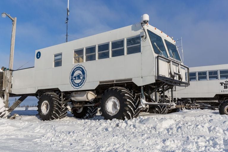 I Travelled to Churchill, Manitoba to Hang Out With Polar Bears
