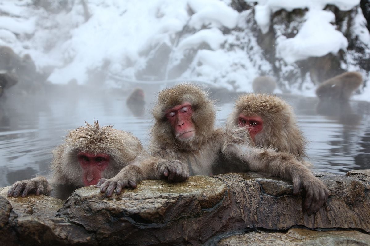 New Science Says Female Snow Monkeys Need Self-Care Too