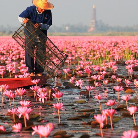 Thailand’s Floral Love Has Deep Roots