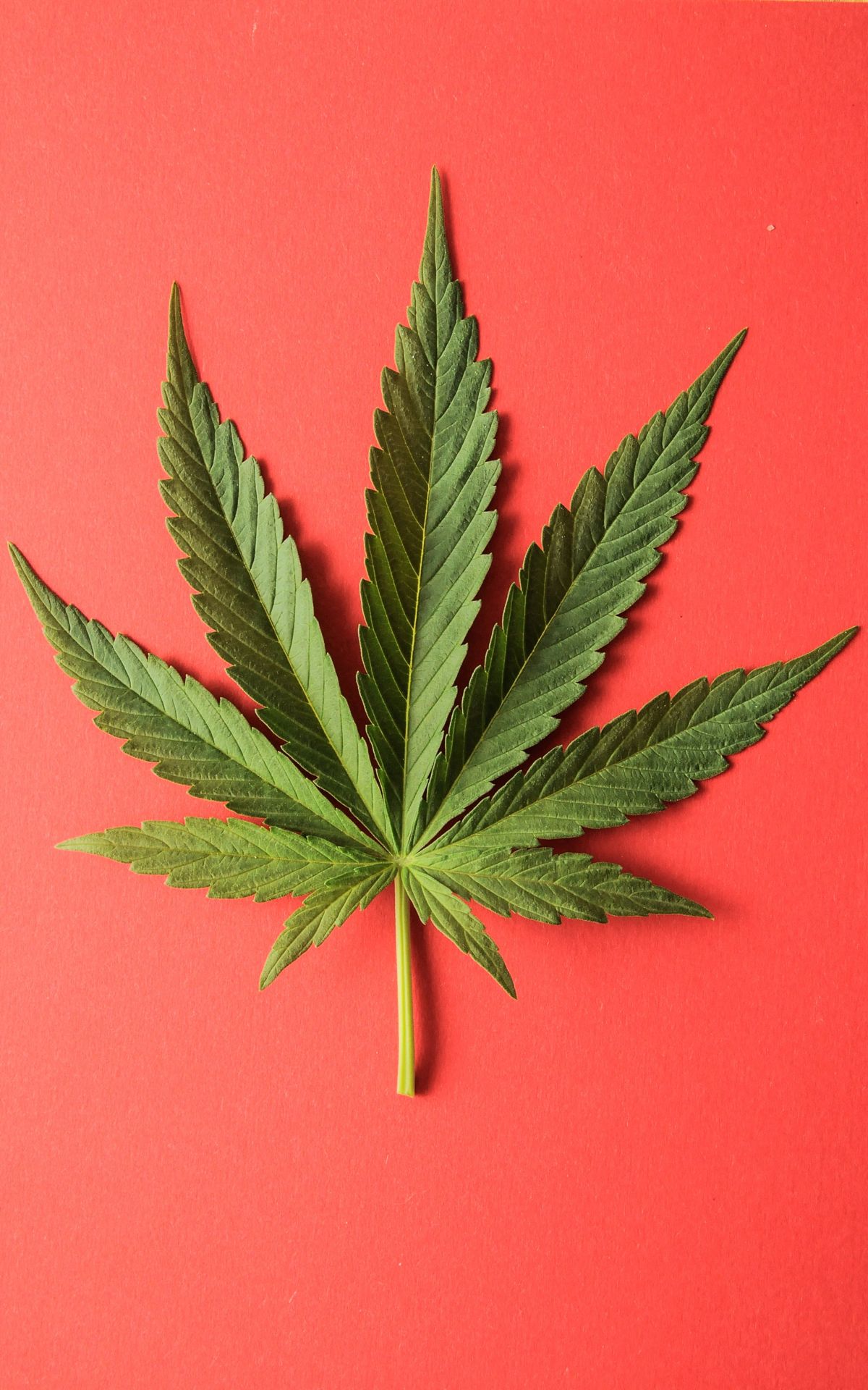 Canada's Budding Marijuana Industry Is Helping Women Break the Glass Ceiling