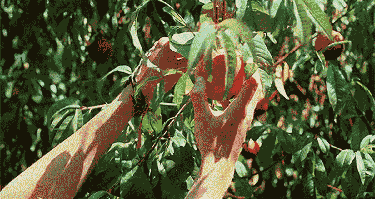 Peach Beauty Products You Need for Celebrating National Peach Month