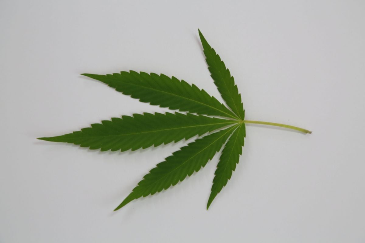 CBD is Everywhere. Will CBD-infused Clothing Be Next?
