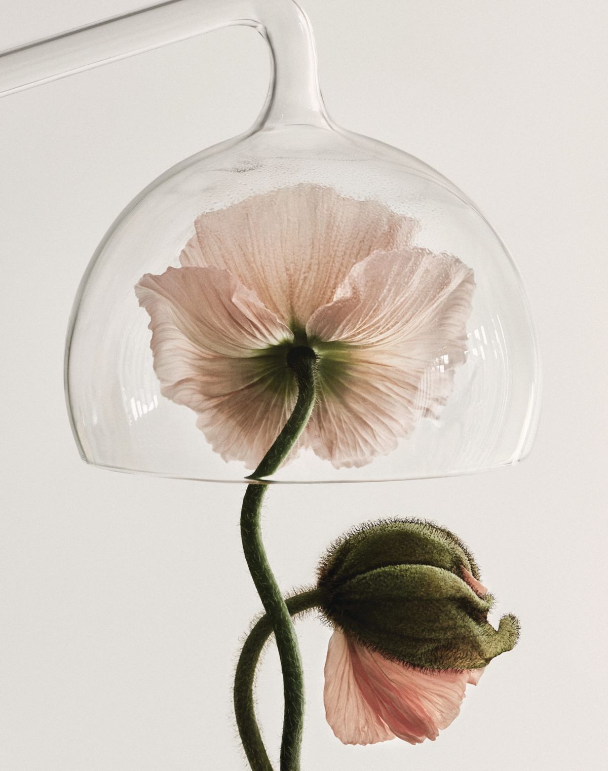 Beauty biotech
