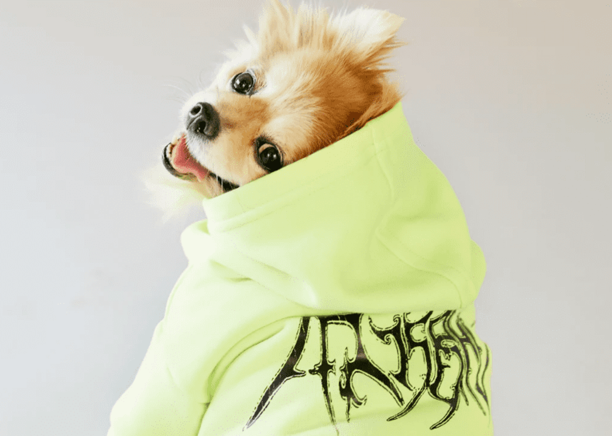 designer dogwear