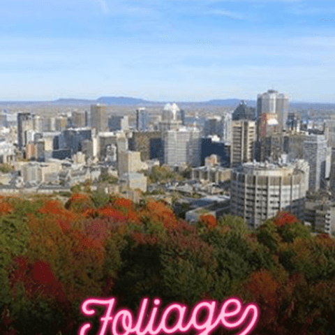 Where To Find The Best Fall Foliage in Montreal