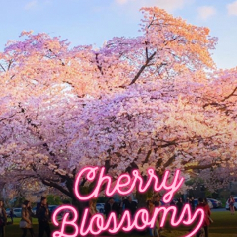 Where to See the Most Breathtaking Cherry Blossoms in Canada