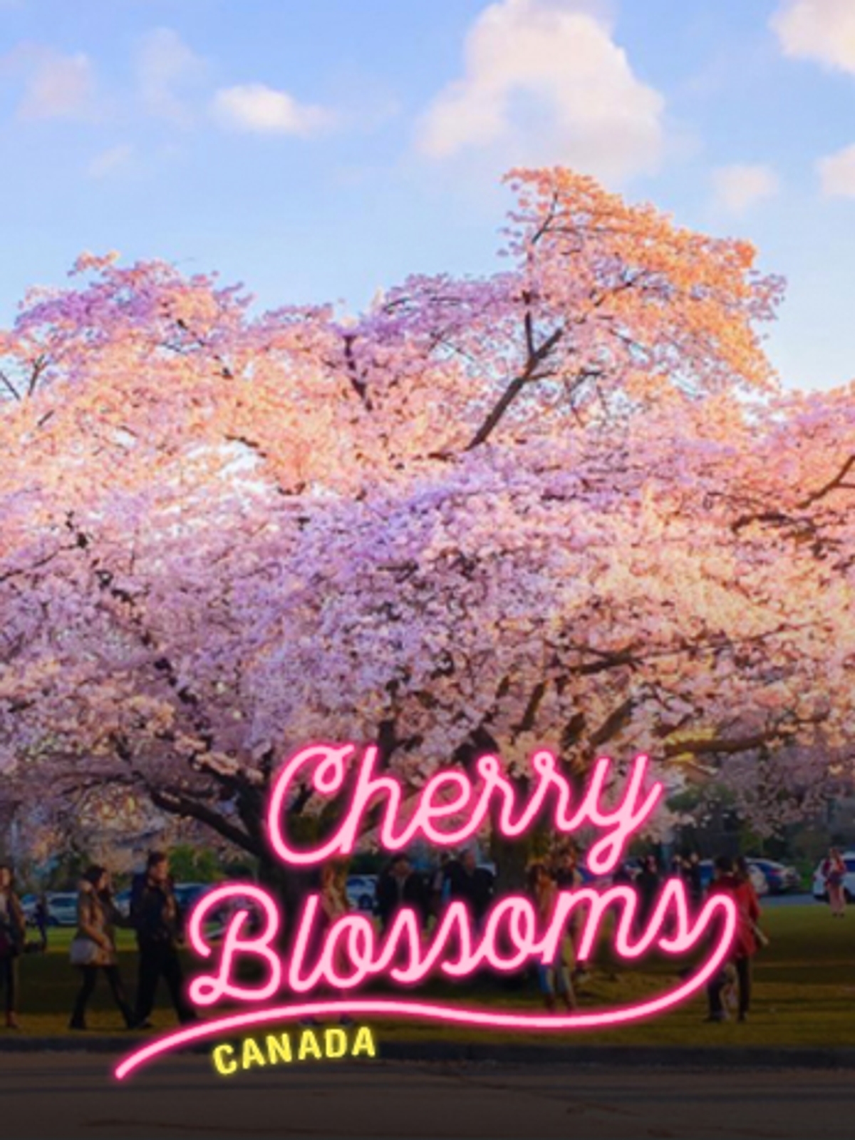 Where to See the Most Breathtaking Cherry Blossoms in Canada