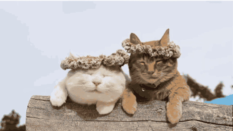 I'm Ready to Discuss Carole Baskin's Flower Crowns