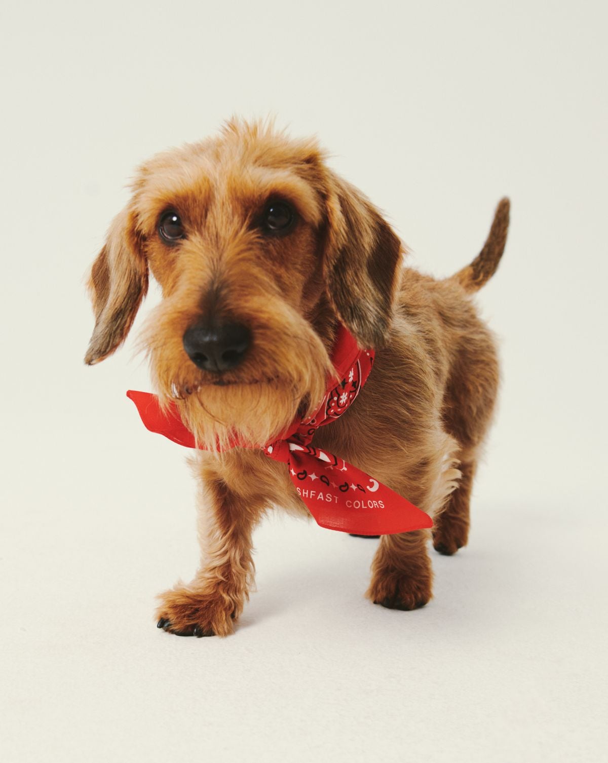 Celebrate National Dog Day with Chic Gifts for Your Favourite Pup