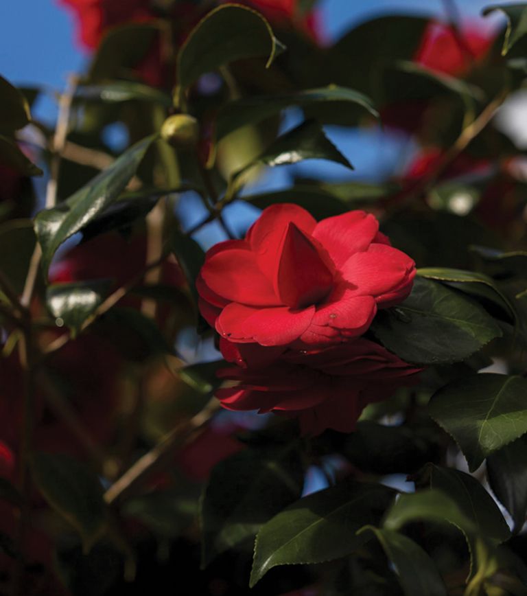 chanel camellia