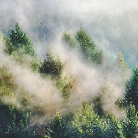 Prickly Pear, Thermal Water and More Global Beauty Ingredients to Try