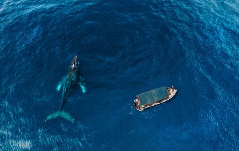 things to do in los cabos copia de whale watching