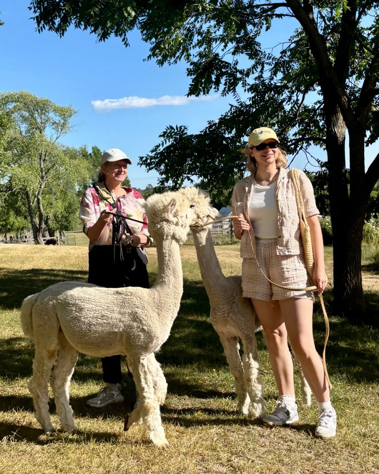Picton Ontario: Alpaca Farm