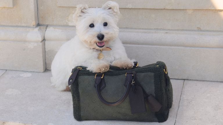 LV MEN'S SS26 DOG ACCESSORIES