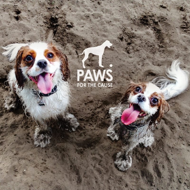 christmas gift ideas stocking stuffers 2015 paws for the cause calendar