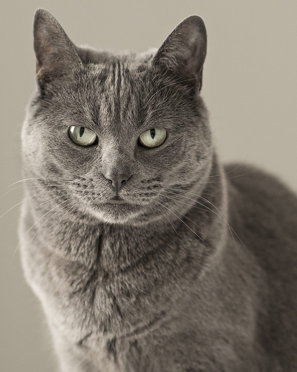 National-Pet-Day-Gracie