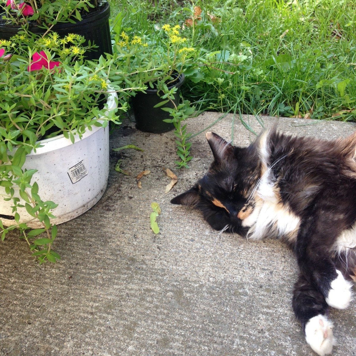national-pet-day-dora