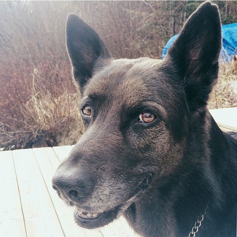 national-pet-day-ella