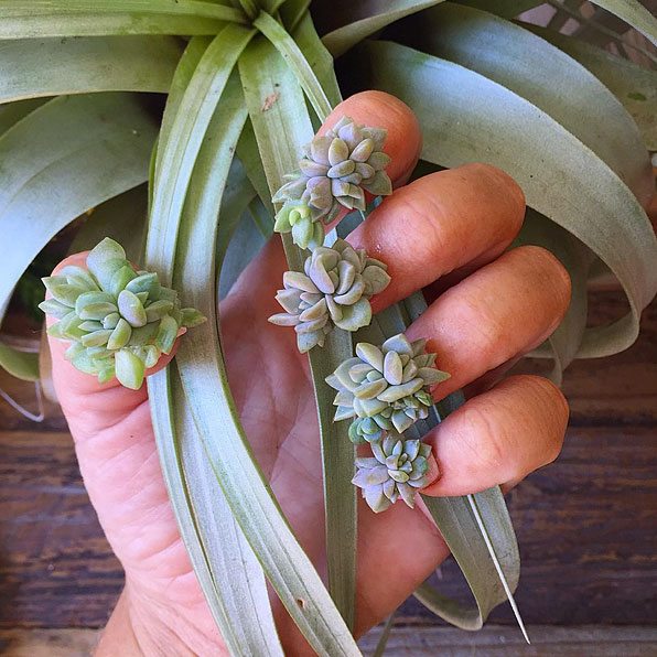 succulent nails