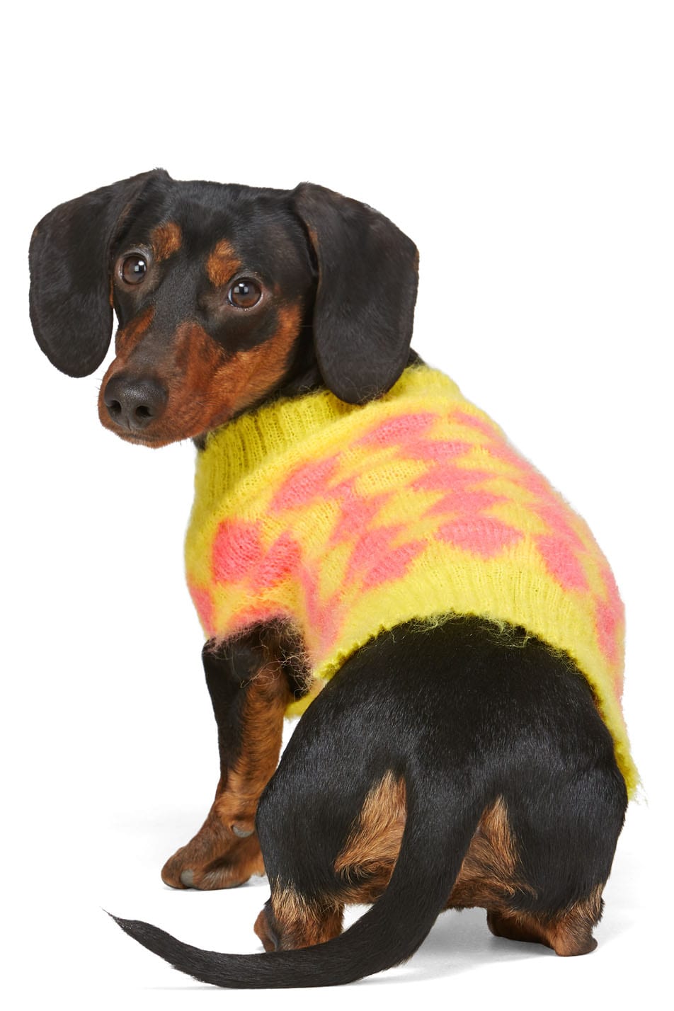 designer dogwear