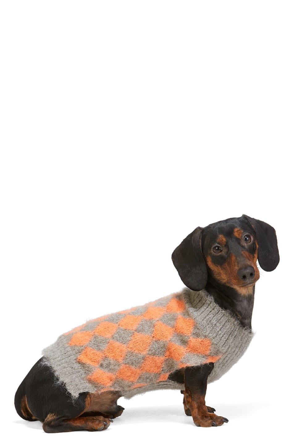 designer dogwear