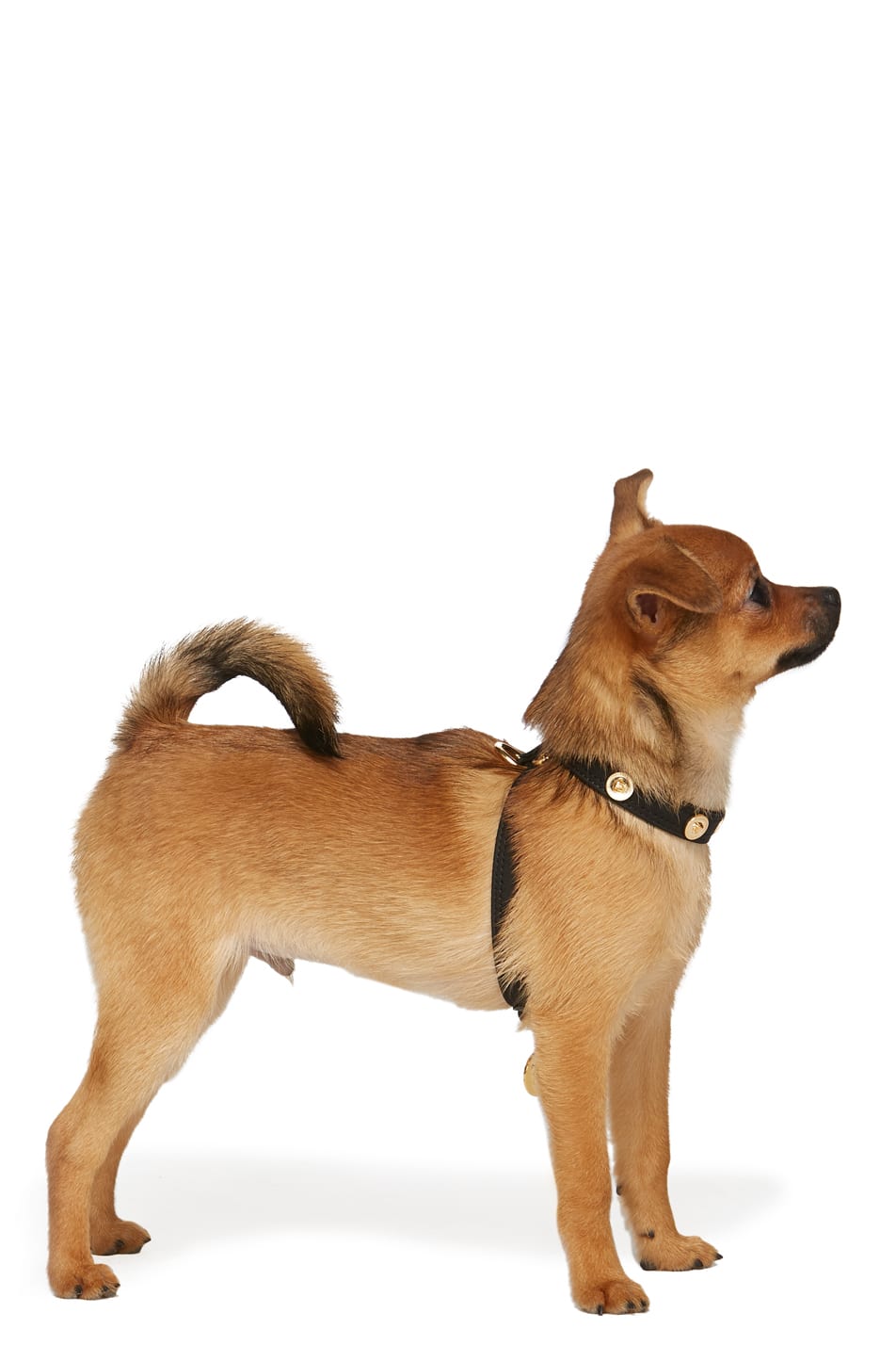 designer dogwear