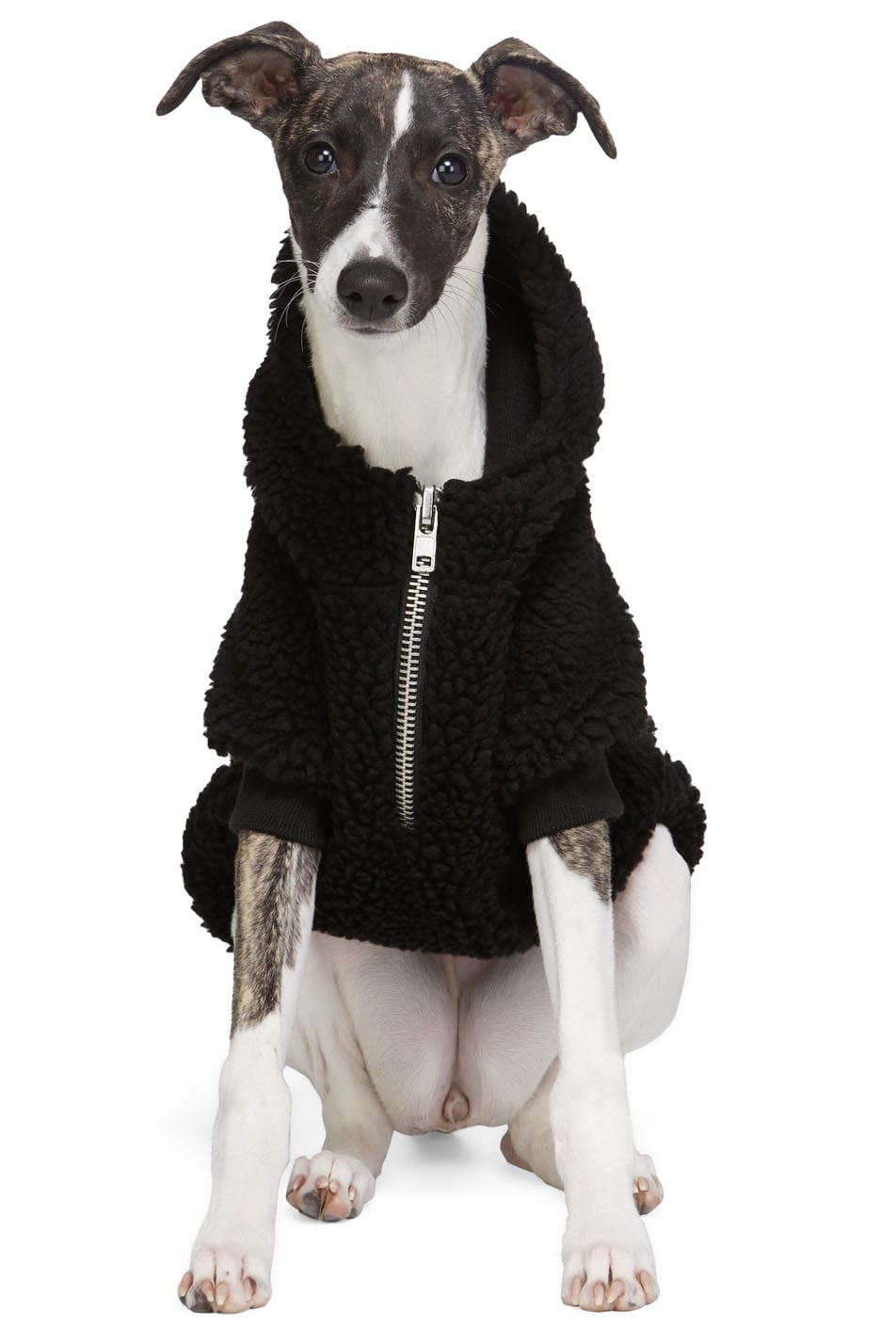 designer dogwear