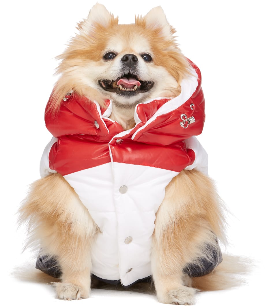 designer dogwear