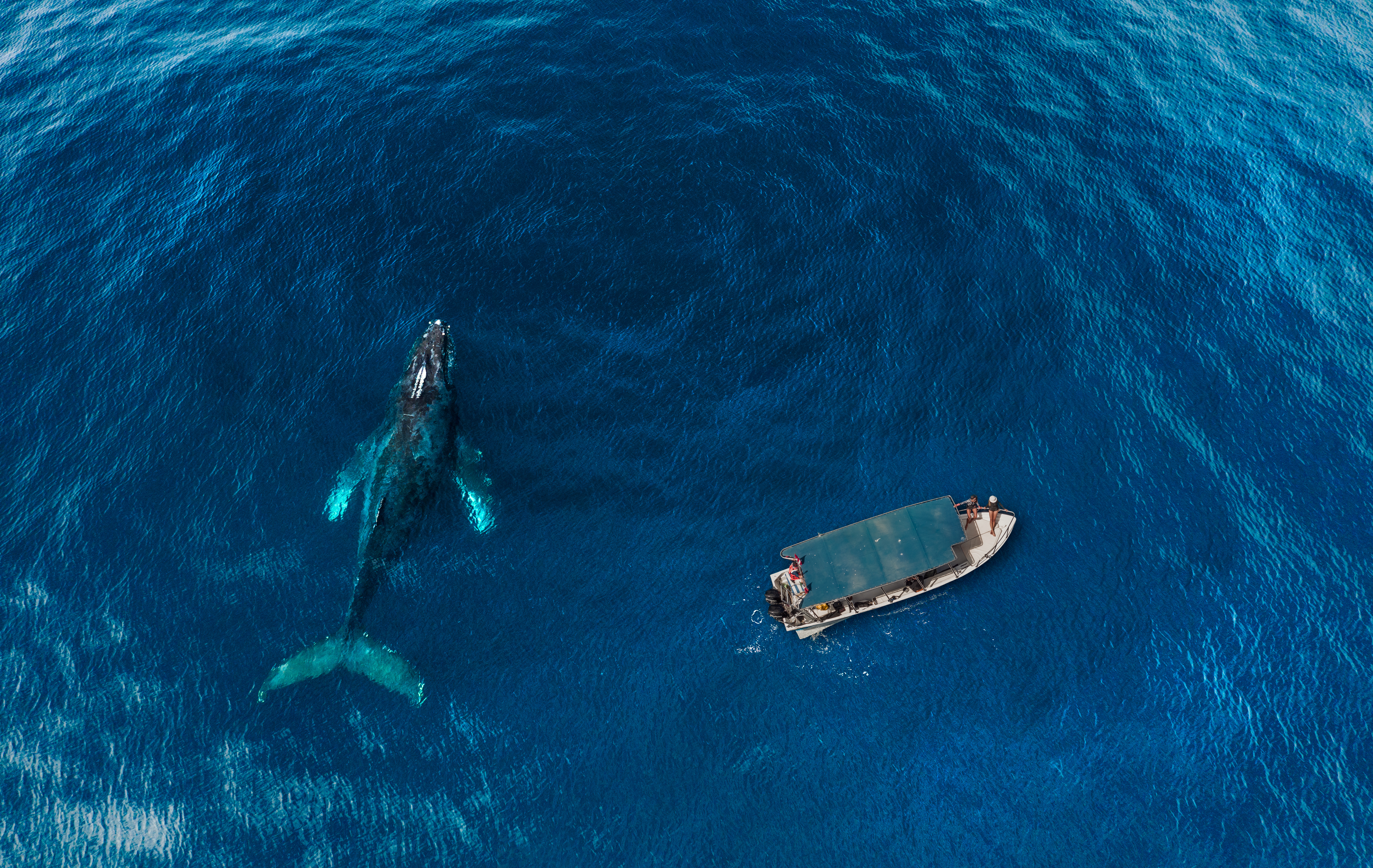 things to do in los cabos copia de whale watching