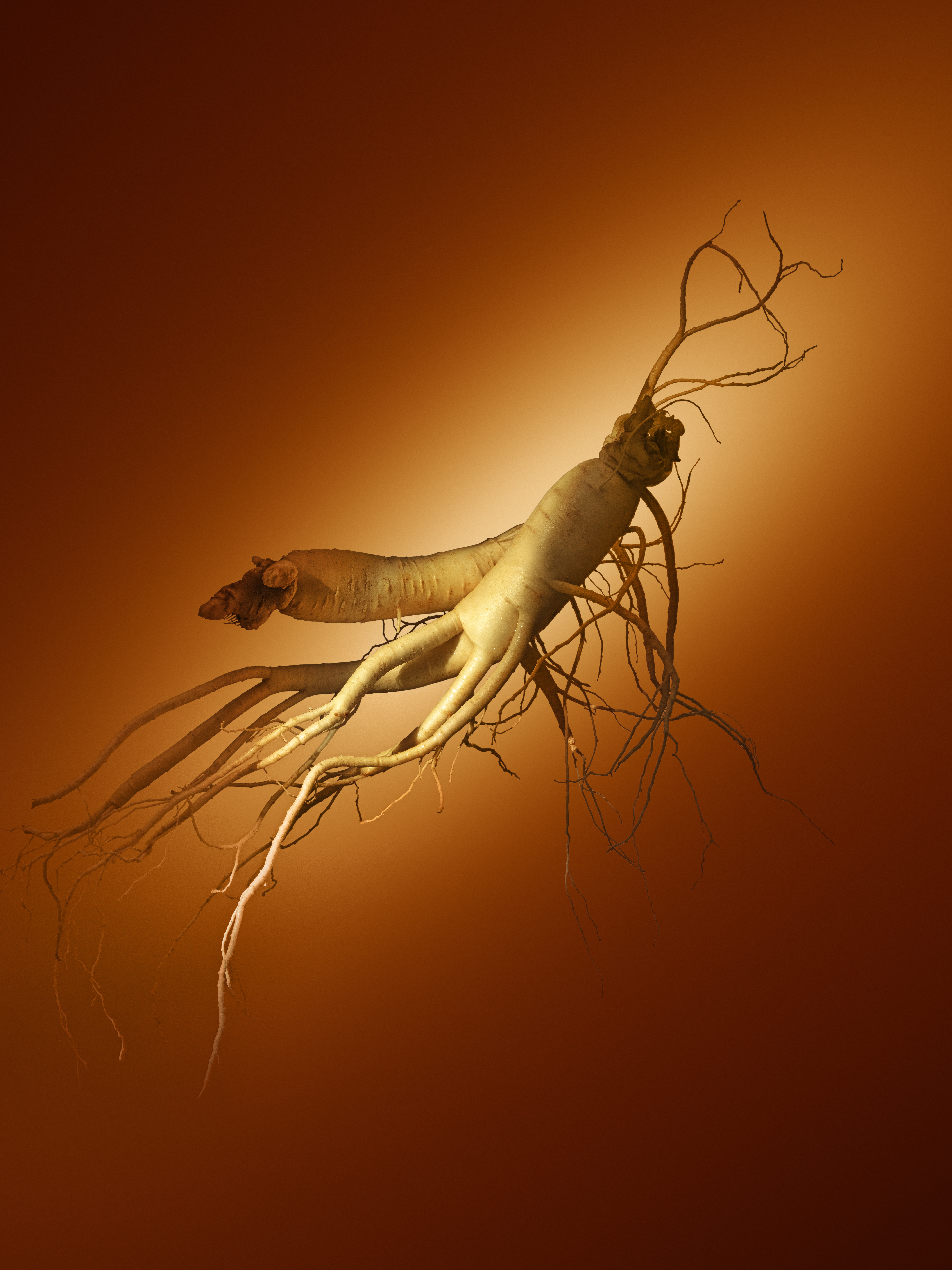 Sulwhasoo Concentrated Ginseng Rejuvenating Cream: Ginsenomics™, a patented ingredient powered by a rare ginseng saponin